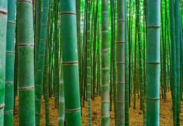 Бамбук комнатный уход в домашних условиях обрезка размножение Виды и сорта бамбука
